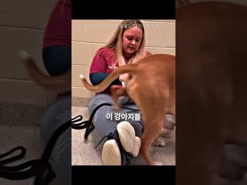 이 강아지는 1년을 기다렸다 🐕⏰ thumbnail