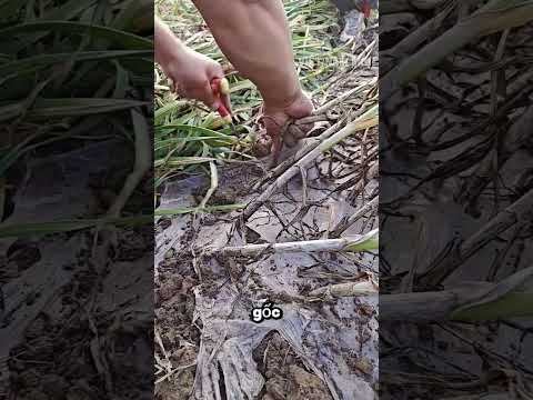 Con dao nhỏ nhưng giúp thu hoạch tỏi nhanh hơn gấp nhiều lần thumbnail