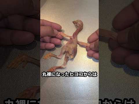 本当に簡単なヒヨコの食べ方 / How to Eat a Chick thumbnail