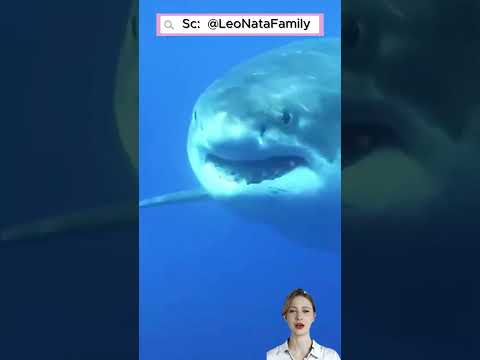 🌊🐾 Khi Bỗng Nhiên Biến Thành Hồ Nước #shorts thumbnail