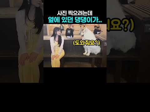 "너 정체가 뭐니?ㅋㅋ.." 사진 촬영중 옆에 있던 댕댕이 깜짝 행동 thumbnail