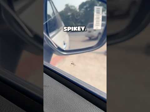 OH NOO SPIKEYYY😭😭🕷️🤡🕸️ #shorts #itsmeissie thumbnail