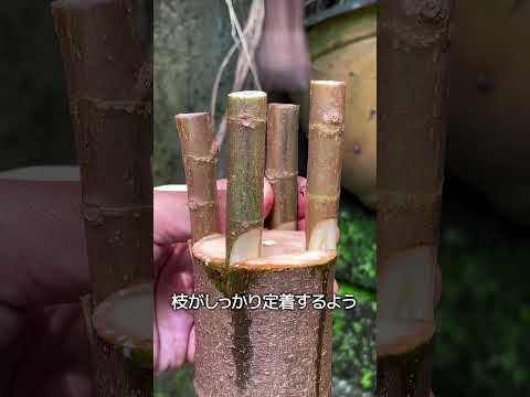 盆栽の作り方 thumbnail