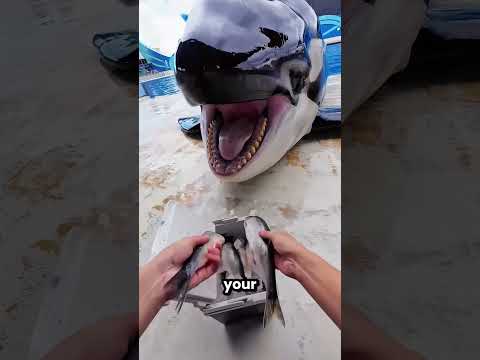 This Dolphin And Its Owner Are Best Friends ❤️ thumbnail