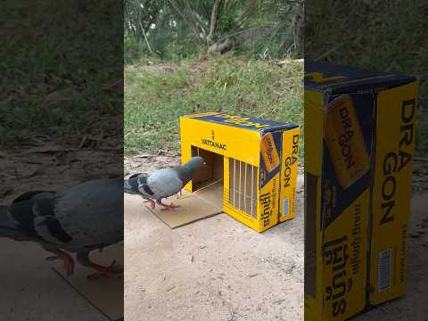 Awesome Creative Pigeon Trap Using Cardboard Box #youtubeshorts thumbnail