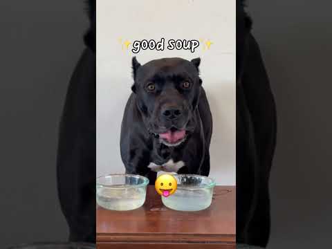 wHy iS iT sPiCy?! 🥵🌶️  #boerboel #belgianmalinois #dogsofyoutube thumbnail