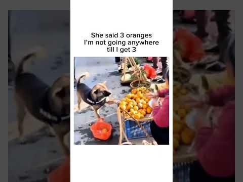 Dog won't leave without his 3 oranges ? Sub for more! #shorts thumbnail