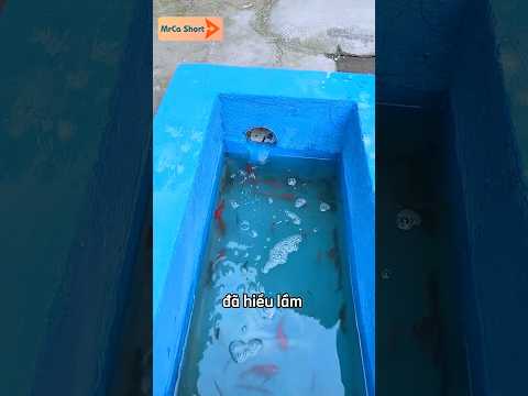Người mẹ đưa những con cá sang nơi ở mới ? thumbnail