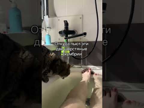 КОТЫ ГЕНИИ | TikTok: 040393q thumbnail