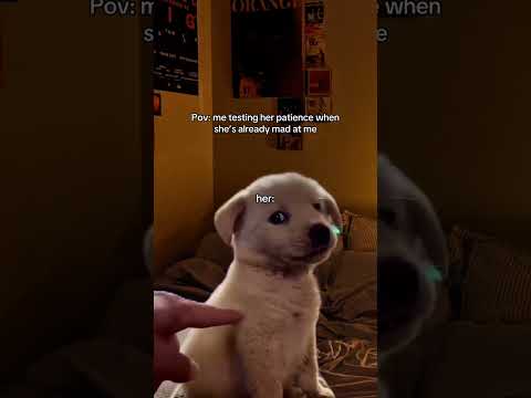 #meme #girlfriend #patience #puppy thumbnail