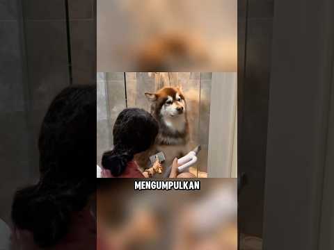 Rambut anjing ini sudah tidak dicukur selama 2 tahun ? thumbnail
