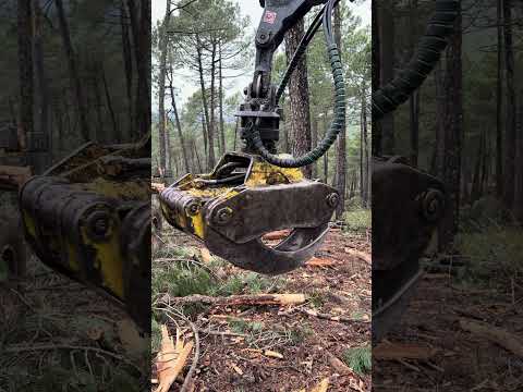 Movimientos básicos del joystick en autocargador🚜 #forest #johndeere #forestry #farming #automobile thumbnail