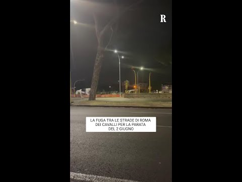 Roma, i cavalli per la parata del 2 giugno in fuga in mezzo al traffico thumbnail