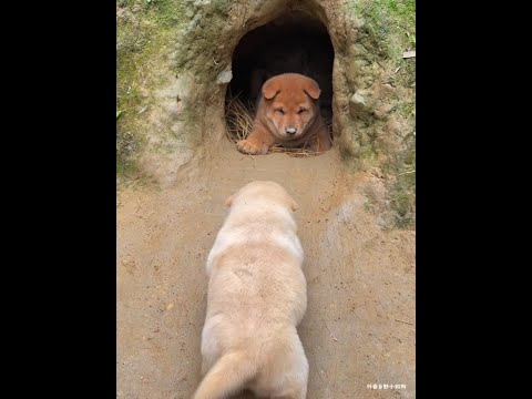 I’m really stubborn. I can’t get back the pastoral dog puppy. The Chinese pastoral dog puppy. The p thumbnail