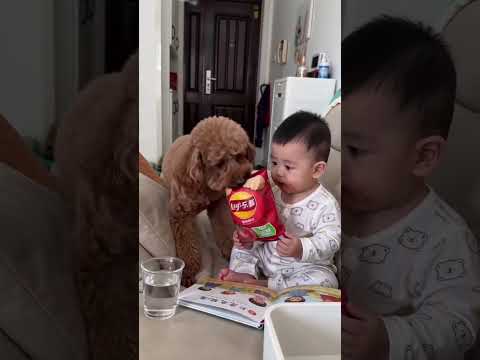 #玩法合夥人計劃#萌娃和萌寵 #泰迪犬 #可愛的小狗狗 #0-3歲兒童啟蒙早教 thumbnail