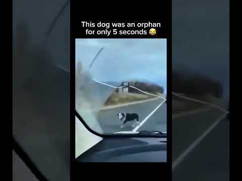 Some dogs just know how to manifest their best life. No cap. Subscribe for more! #shorts thumbnail