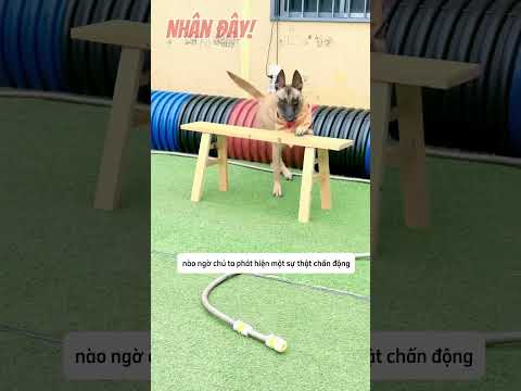 Kiếp nạn nín thở của chú chó khi thi đấu nín thở cùng anh chủ thumbnail