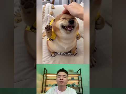 What The Dog Doing P202: PiPi LaBu Đi Học. thumbnail