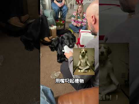 小狗聖誕節拆專屬禮物 thumbnail
