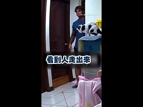 【大型人類貓跳台】貓貓秀技跳起撲懷裡　信任飼主遠距離也敢跳XD｜#寵物雲 #shorts thumbnail