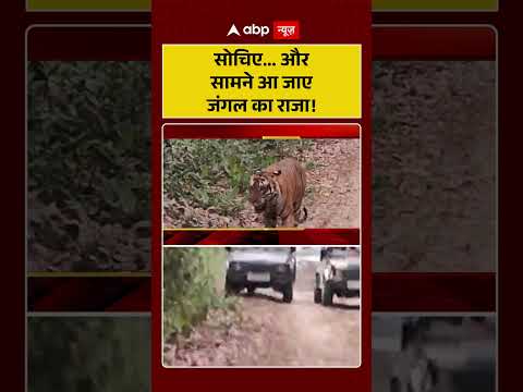 Viral News : सोचिए.... और सामने आ जाए जंगल का राजा! | #ytshorts #junglesafari #viralnews #viralvideo thumbnail