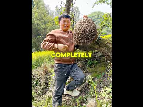 this man earned the bees trust 🐝❤️ #usa thumbnail