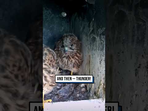 Kestrel chicks hear thunder for the first time ⚡️? #shorts #birds #birdwatching #wildlife #reaction thumbnail