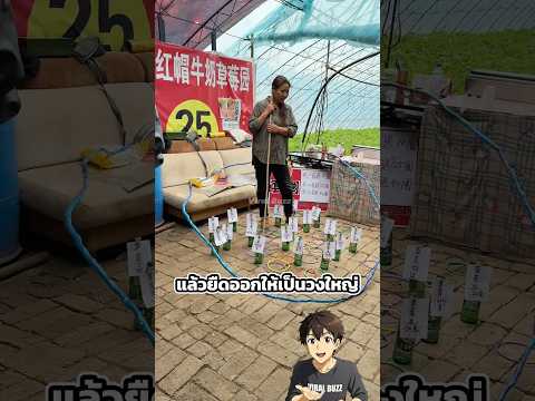 ชายจอมป่วนสวนสตรอว์เบอร์รี thumbnail