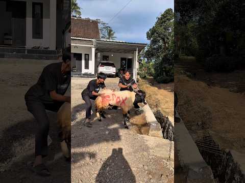Nama in kambing kurban mas preman#shorts #minivlog #bocilwargads #maspreman thumbnail