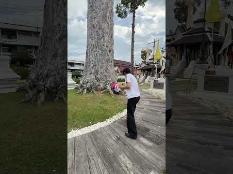 ต้นไม้ใหญ่มาก thumbnail