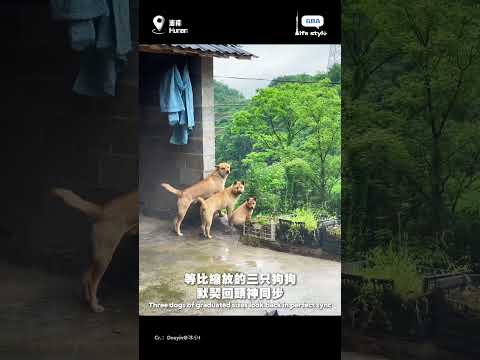 等比縮放的三只狗狗，默契回頭神同步 #狗狗 #趣事 thumbnail