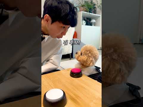 말로 대화하는 두 천재견의 반응 #시트콤 thumbnail