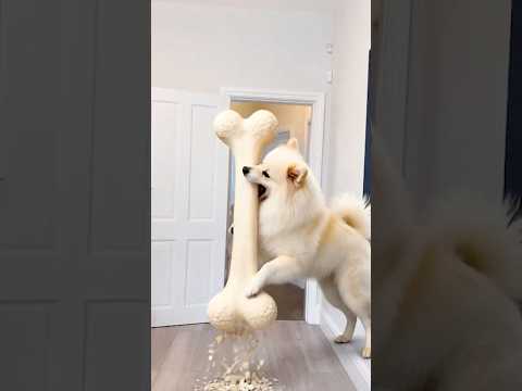 Marvelous Dancing Polish Cow funny dog cow dance Cow Song Cow Videos cow farm giant bone asmr thumbnail