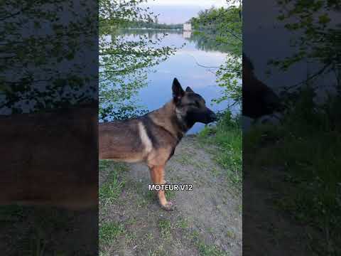 Prêt à accélérer 🏎️ #ades #malinois #chien #gmk thumbnail