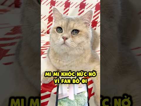 Mi Mi khóc nức nở vì không còn FAN 😿👀 thumbnail