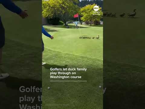 Golfers let duck family play through on Washington course thumbnail