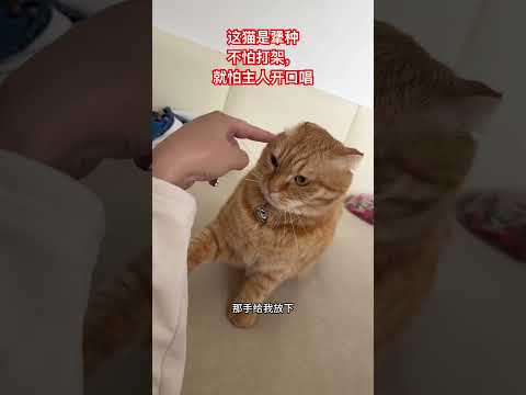 这个猫是犟种，不怕打架，就怕主人开口唱 #cat #喵哥是萌新 thumbnail