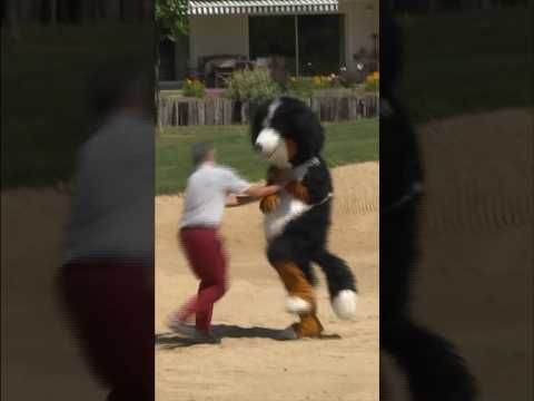 #dog #prank #remigaillard 🐶 thumbnail