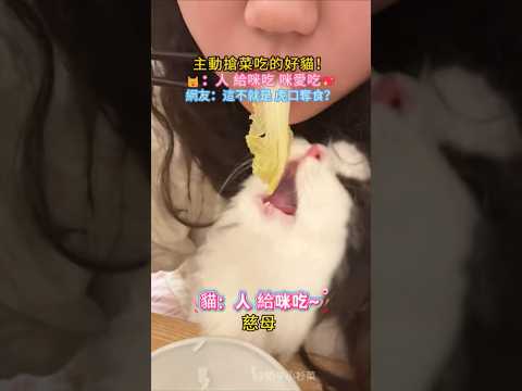 主動搶菜吃的好貓🥰❗🐱：人 給咪吃 咪愛吃😋 網友：虎口奪食 太棒了小貓👍🏻 #cat #cute #funny #funnyshorts #shorts thumbnail