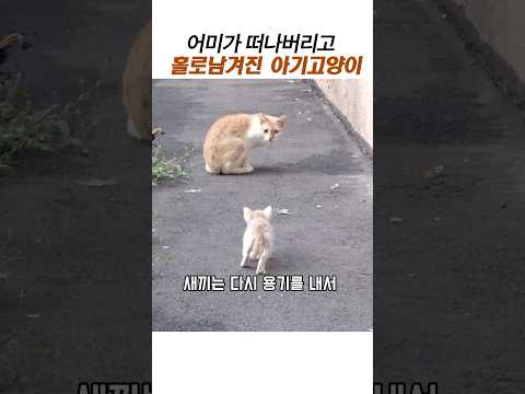 어미고양이가 떠나고 홀로 남겨진 아기고양이#치즈아기고양이#아깽이구조 thumbnail