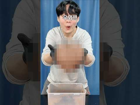 두쫀쿠를 12시간 동안 흔들면..? thumbnail