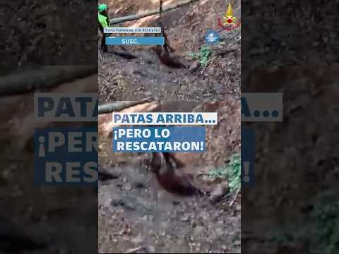 Impactante rescate: salvan a caballo atrapado en un barranco #Shorts thumbnail