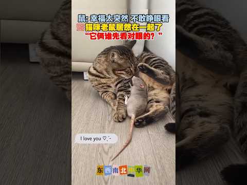 鼠鼠：咪咪姐~ 我不敢睁眼看你 thumbnail