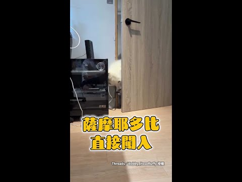 【沒有邊界感的狗狗】薩摩耶叼著娃娃闖門要求爸爸陪玩 #Shorts thumbnail