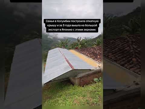 Семья в Колумбии построила откатную крышу и за 3 г вышла на большой экспорт в Японию с этими зернами thumbnail