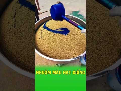 Cách người nông dân mặc áo giáp cho hạt giống thumbnail