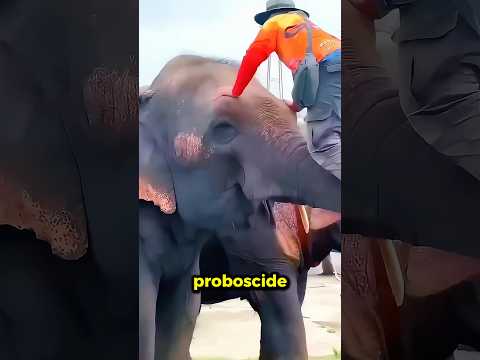 Ha salvato questo ELEFANTE!🥺 thumbnail