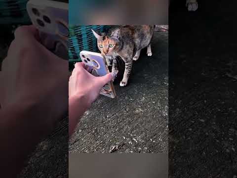 Женщина показала фото кота другим кошкам и произошло чудо thumbnail