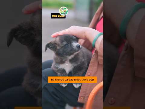Kiếp nạn chú cún có nhiều vòng ngọc trai bị cô chủ xin mất #shorts thumbnail