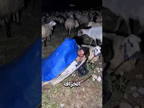 السر الذي لا يخبرك به الرعاة عن الخراف! thumbnail